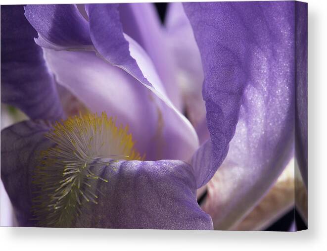 Purple Iris Canvas Print featuring the photograph Iris Series 3 by Mike Eingle