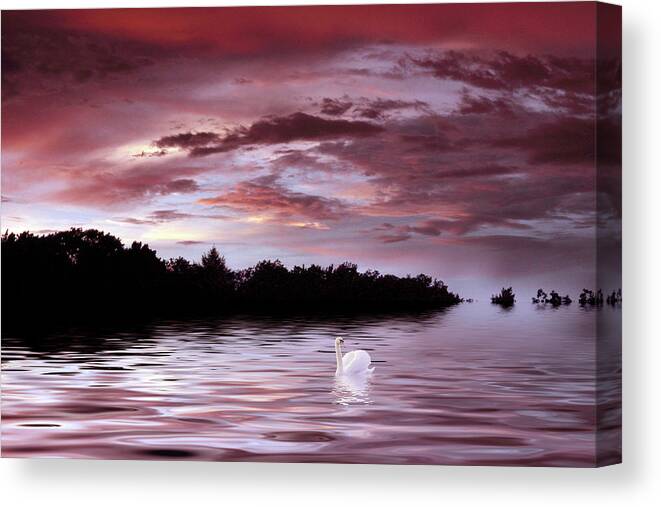 Swan Canvas Print featuring the photograph Sunset Swim by Jessica Jenney