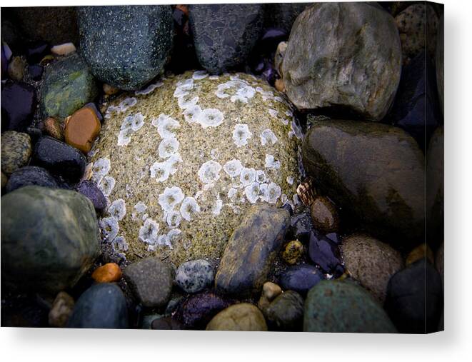 Stones Canvas Print featuring the photograph Isakro Two by Julius Reque