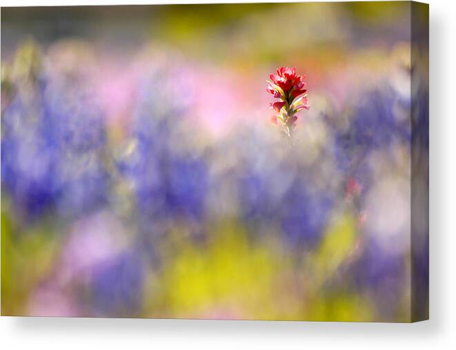 Paintbrush Canvas Print featuring the photograph Isolated Paintbrush by Ted Keller