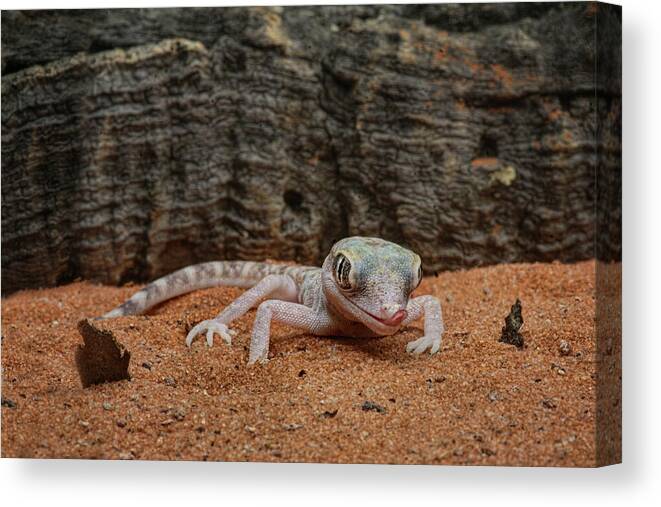 Geckos Canvas Print featuring the photograph Israeli Sand Gecko - 1 by Nikolyn McDonald