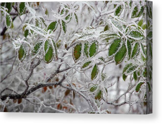 Frost Canvas Print featuring the photograph It's Cold Outside by Mike Eingle