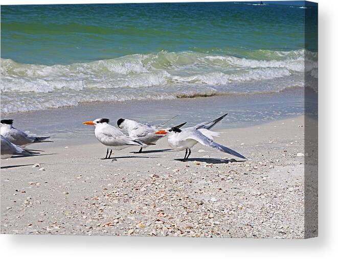 Royal Terns Canvas Print featuring the photograph It's Just a Little Gas by Michiale Schneider