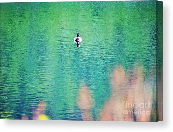 Duck Canvas Print featuring the photograph Its just me by Merle Grenz