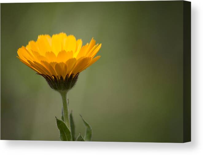 Background Canvas Print featuring the photograph It's Spring by Paulo Goncalves