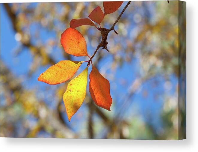 Oak Leaves Canvas Print featuring the photograph It's Time to Change by Linda Unger