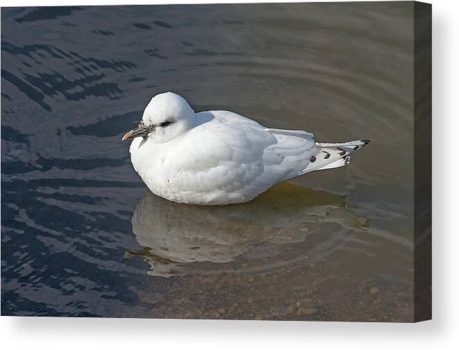 Ivory Gull Canvas Print featuring the photograph Ivory Gull by Jim Zablotny
