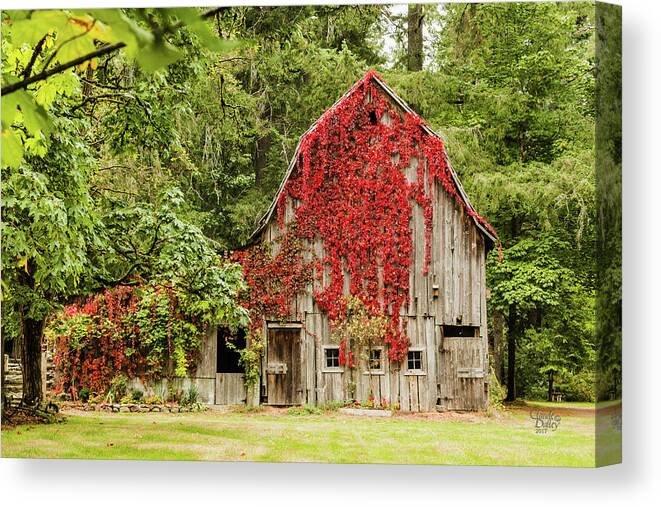 Landscapes Canvas Print featuring the photograph Vinginia Creeper by Claude Dalley