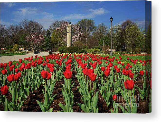 Jackson Park Spring Tulips Canvas Print featuring the photograph Jackson Park Spring Tulips 2 by Rachel Cohen