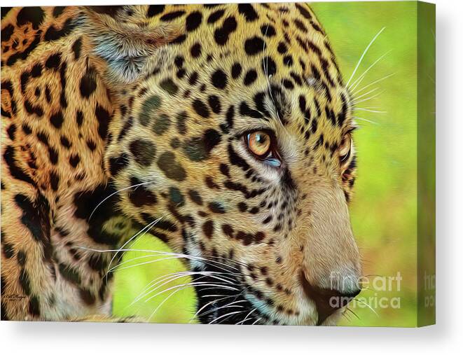Jaguars Canvas Print featuring the mixed media Jaguar Up Very Close by DB Hayes
