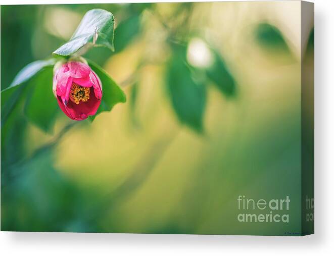 Japanese Camellia Canvas Print featuring the photograph Japanese Camellia by Eva Lechner