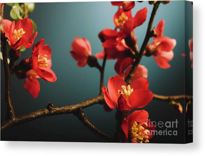 Pink Canvas Print featuring the photograph Japanese flower by Jelena Jovanovic