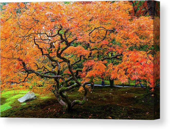 Landscape Canvas Print featuring the photograph Japanese maple - Japanese garden by Hisao Mogi