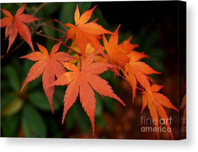 Leaf Canvas Print featuring the photograph Japanese Maple Leaves by Patricia Strand