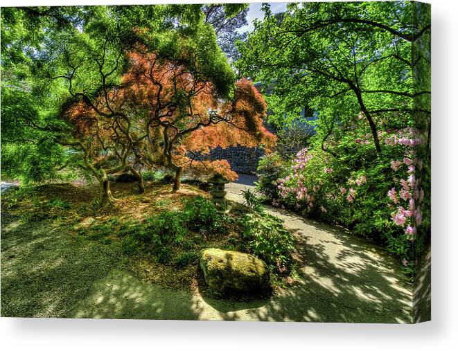 Japanese Maple Canvas Print featuring the photograph Japanese Maples in Spring by Jerry Gammon
