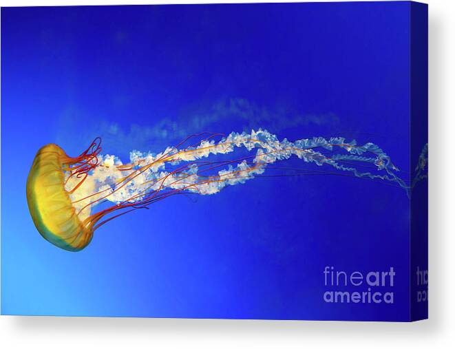 Jellyfish Canvas Print featuring the photograph Japanese Sea Nettle jellyfish by Jane Rix