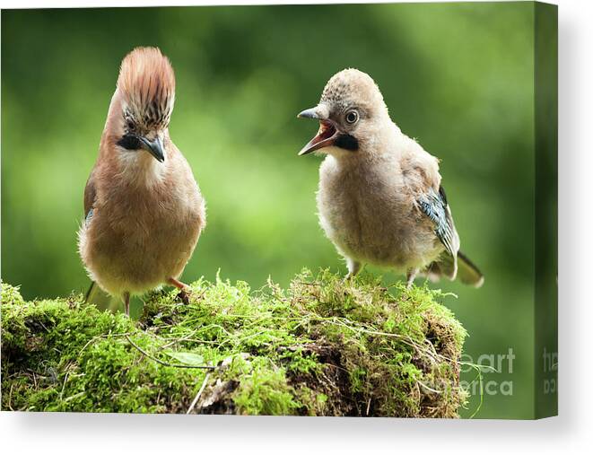 Bird Canvas Print featuring the photograph Jay bird mother with young chick by Simon Bratt