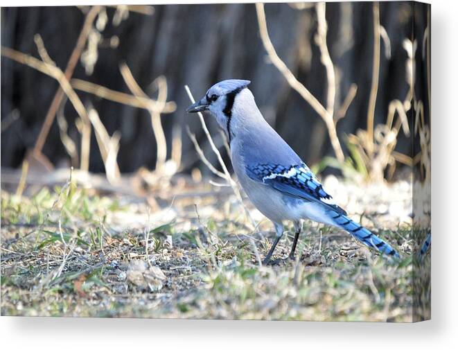 Animal Canvas Print featuring the photograph Jay Walkin by Bonfire Photography
