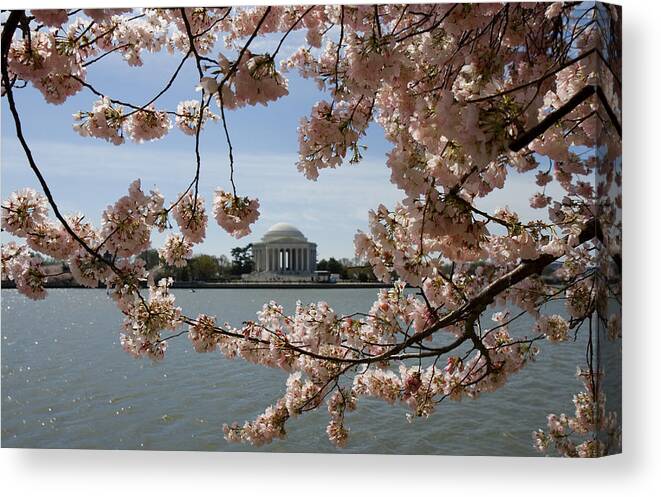 Washington D.c. Canvas Print featuring the photograph Jefferson Memorial Framed by Cherry Blossoms by Brendan Reals