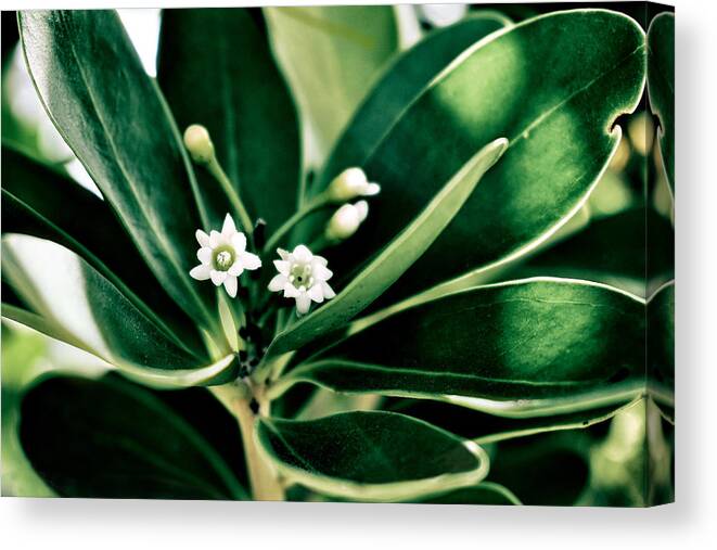 Joewood Canvas Print featuring the photograph Joewood For You by Kathi Mirto