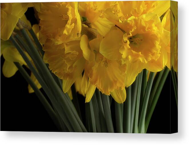 Flowers Canvas Print featuring the photograph Jonquils by Mike Eingle