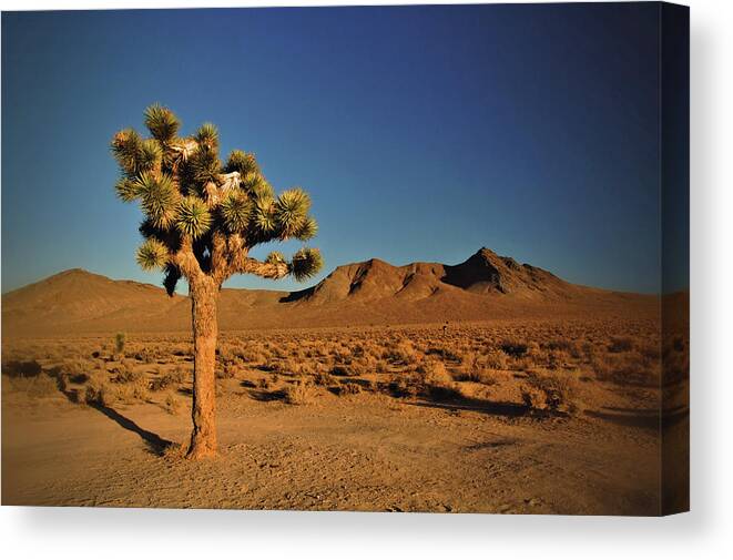 Joshua Tree Canvas Print featuring the photograph Joshua Tree by Ben Prepelka