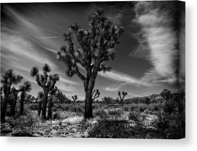 Joshua Tree National Park Canvas Print featuring the photograph Joshua Trees Series 9190678 by Sandra Selle Rodriguez