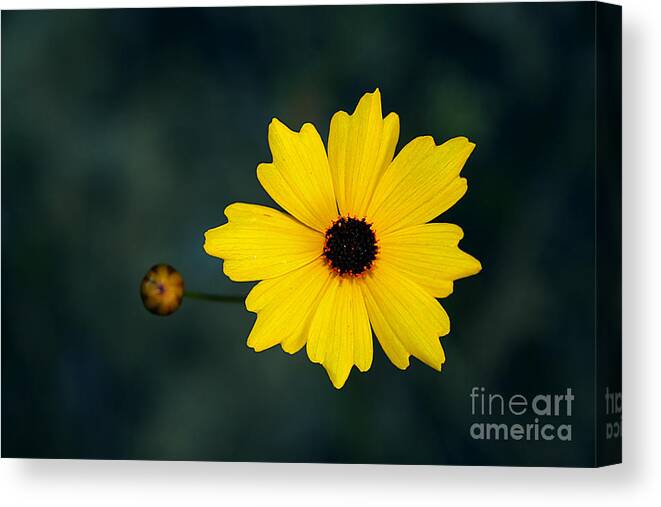Flower Canvas Print featuring the photograph Joy by LR Photography