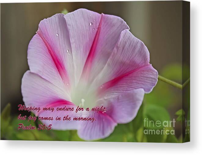 Morning Glories Canvas Print featuring the photograph Joy Comes In The Morning by Barbara Dean