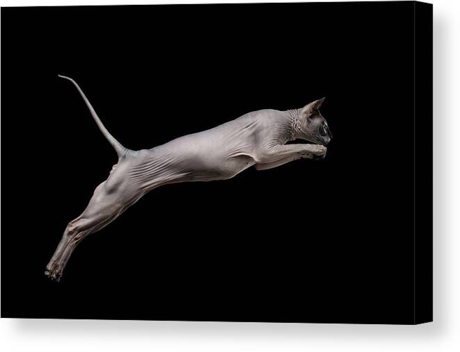 Sphynx Canvas Print featuring the photograph Jumped Sphynx Cat Isolated on black by Sergey Taran