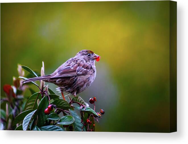 Marnie Canvas Print featuring the photograph Just a Little Bird by Marnie Patchett