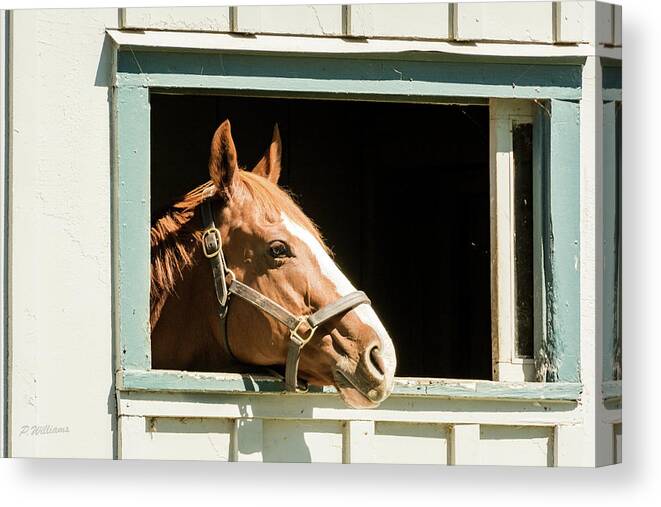 Horse Canvas Print featuring the photograph Just a Quick Peek by Pamela Williams