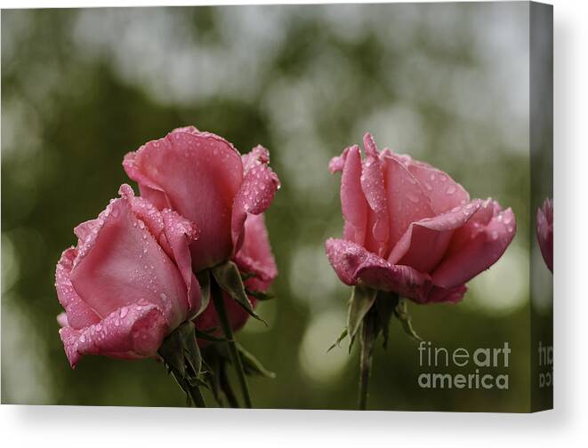 Oregon Canvas Print featuring the photograph Just After Rain by Nick Boren