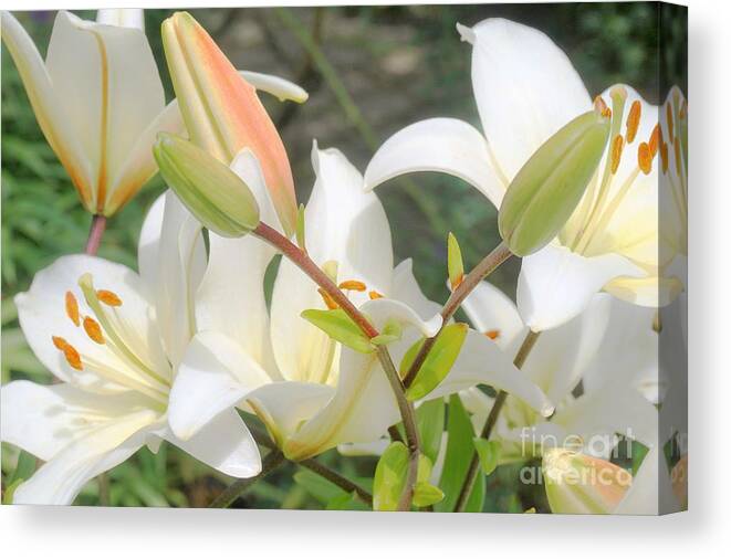 Lilies Canvas Print featuring the photograph Just Beauty by Merle Grenz