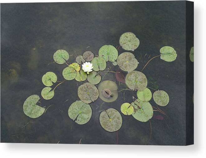 Georgia Mizuleva Canvas Print featuring the photograph Just Chillin - A Little Turtle Relaxing on a Waterlily Leaf by Georgia Mizuleva