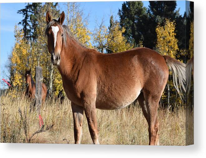 Animal Canvas Print featuring the photograph Horse CR 511 Divide CO by Margarethe Binkley
