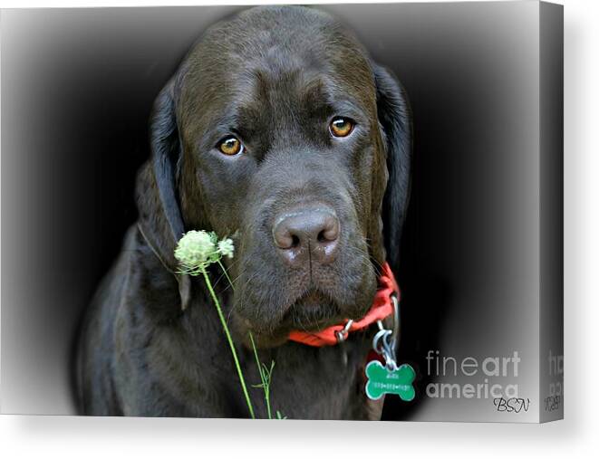 Dog Canvas Print featuring the photograph Just Jack by Barbara S Nickerson