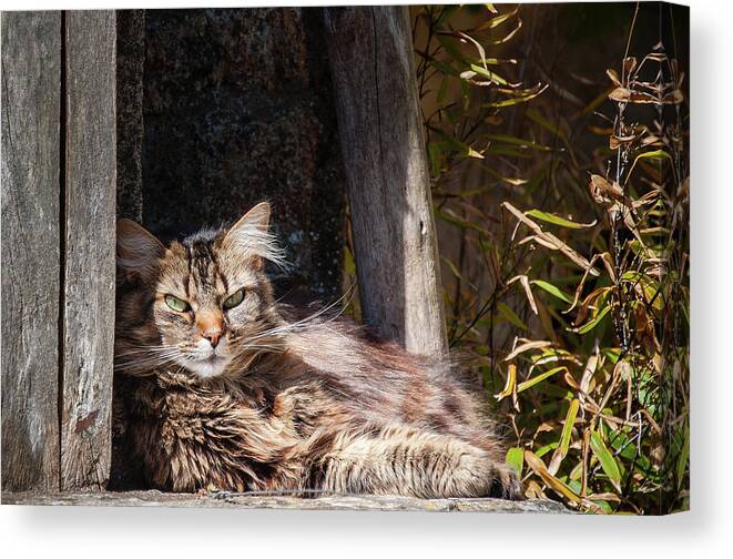 Cat Canvas Print featuring the photograph Just lazing around by Geoff Smith