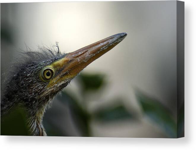 Heron Canvas Print featuring the photograph Just Love Me by DArcy Evans