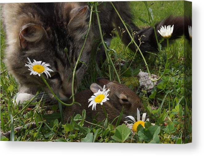 Cat Canvas Print featuring the photograph Just Say No by Bill Stephens