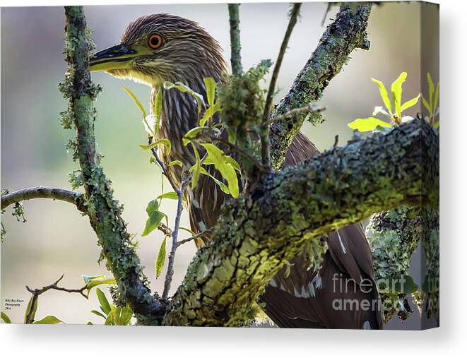 Nature Canvas Print featuring the photograph Juvenile Black Crown Night Heron on Alert by DB Hayes