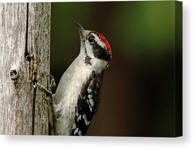 Woodpecker Canvas Print featuring the photograph Juvenile Downy Woodpecker by Debbie Oppermann