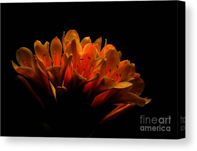 Floral Canvas Print featuring the photograph Kaffir Lily by James Eddy