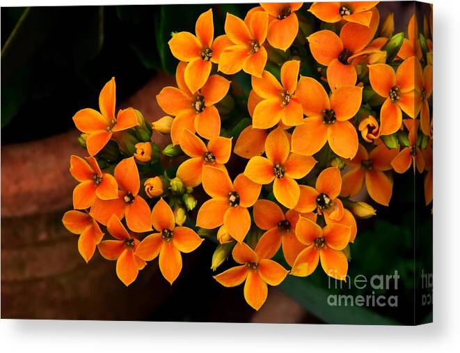 Top Artist Canvas Print featuring the photograph Kalanchoe by Norman Gabitzsch