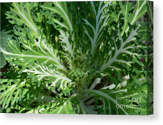 Kale Canvas Print featuring the photograph Kale by Maria Urso