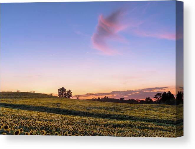 Sunflower Canvas Print featuring the photograph Kansas in Color by Ryan Heffron