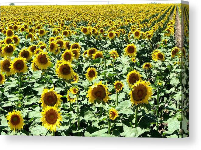 Sunflowers Canvas Print featuring the photograph Kansas Sunflower Field by Keith Stokes