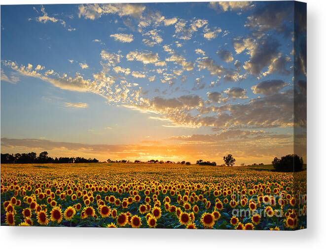 Sunflowers Canvas Print featuring the photograph Kansas Sunflowers at Sunset by Catherine Sherman