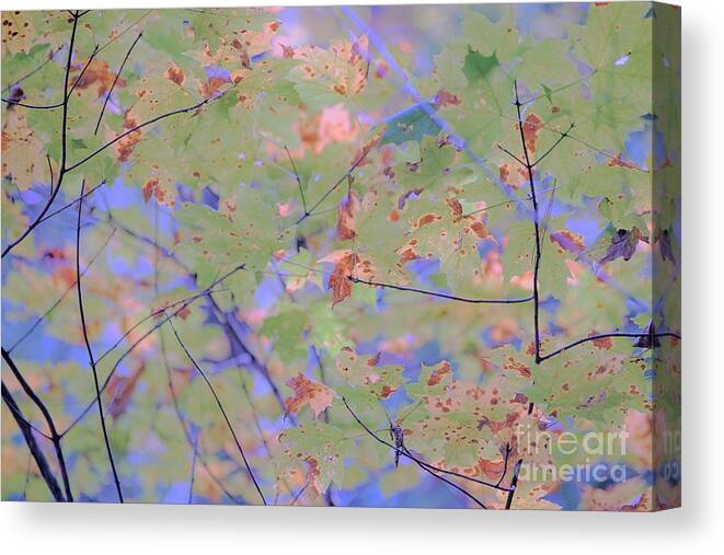 Fall Canvas Print featuring the photograph Kentucky Coloring by Merle Grenz