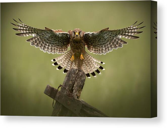 Animal Canvas Print featuring the photograph Kestrel on Final Approach by Andy Astbury